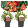 Plant In A Box Arbustos Potentilla Red Ace Conjunto de 2 Pote 17Cm Altura 20-30Cm