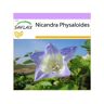Saflax Flor Lanterna Azul Nicandra Physaloides 100 Sementes