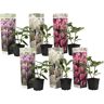 Plant In A Box Plantas com Flores Rhododendron Catawbiense Purple Cunningham'S White Elegans Pink Conjunto de 6 Pote 9Cm Altura 25-40Cm