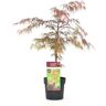 Plant In A Box Bordos Japoneses Acer Palmatum 'Garnet' Conjunto de 1 Pote 19Cm Altura 60-70Cm