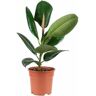 Biomaplants Planta Natural Ficus Elastica (40-50 cm)