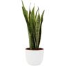 Biomaplants Planta Natural BIOMA PLANTS Sansevieria Laurentii c/Vaso (Biodegradável, Granito - Branco - 60-70 cm)