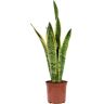 Biomaplants Planta Natural Sansevieria Laurentii (60-70 cm)