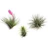 Plant In A Box Air Plants Tillandsia Conjunto de 3 Pote 5Cm Altura 5-15Cm