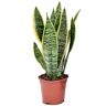 Plant In A Box Cactos e Suculentas Sansevieria Trifasciata 'Futura Superba' Conjunto de 1 Pote 12Cm Altura 35-40Cm