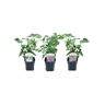 Plant In A Box Plantas com Flores Syringa Vulgaris 'Ludwig Spath' 'Michel Buchner' 'Mme Lemoine' Conjunto de 3 Pote 17Cm Altura 25-40Cm
