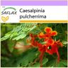 Saflax Arbusto de Pavão / Orgulho de Barbados Caesalpinia Pulcherrima 10 Sementes