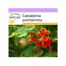 Saflax Arbusto de Pavão / Orgulho de Barbados Caesalpinia Pulcherrima 10 Sementes