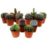 Plant In A Box Cactos e Suculentas Cactus Conjunto de 12 Pote 5.50Cm Altura 5-10Cm