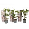 Plant In A Box Plantas com Flores Rhododendron Cunningham'S White Conjunto de 3 Pote 9Cm Altura 25-40Cm