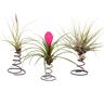 Plant In A Box Air Plants Tillandsia Conjunto de 3 Pote 5Cm Altura 5-15Cm