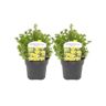 Plant In A Box Arbustos Potentilla Fruticosa 'Kobold' Conjunto de 2 Pote 17Cm Altura 20-30Cm