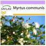 Saflax Murta Real / Murta Noiva Myrtus Communis 30 Sementes