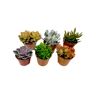Plant In A Box Cactos e Suculentas Succulenten Conjunto de 6 Pote 5.50Cm Altura 5-10Cm