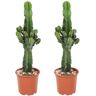 Plant In A Box Cactos e Suculentas Euphorbia Ingens Conjunto de 2 Pote 17Cm Altura 50-60Cm