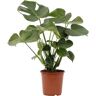 Biomaplants Planta Natural Monstera Deliciosa (50-60 cm)