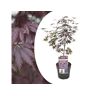 Plant In A Box Bordos Japoneses Acer Palmatum ´Black Lace´ Conjunto de 1 Pote 19Cm Altura 60-70Cm
