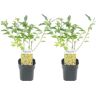 Plant In A Box Arbustos Forsythia Intermedia 'Minigold' Conjunto de 2 Pote 17Cm Altura 25-40Cm