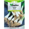 Papillon Sementes de cebola branca 4G