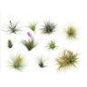 Plant In A Box Air Plants Tillandsia Conjunto de 10 Pote 5Cm Altura 5-15Cm