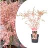 Plant In A Box Bordos Japoneses Acer Palmatum 'Taylor' Conjunto de 1 Pote 19Cm Altura 50-60Cm