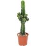 Plant In A Box Cactos e Suculentas Euphorbia Ingens Conjunto de 1 Pote 17Cm Altura 50-60Cm