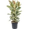 Plant In A Box Plantas Verdes Ficus Elastica Tineke Conjunto de 1 Pote 24Cm Altura 80-100Cm