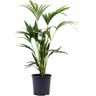 Biomaplants Planta Natural Palmeira Kentia 70-80 Cm Vaso 19 Cm