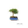 Luso Bonsai Bonsai Operculicarya de 5 Anos