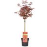 Plant In A Box Bordos Japoneses Acer Palmatum 'Shaina' Conjunto de 1 Pote 19Cm Altura 80-90Cm