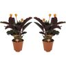 Plant In A Box Plantas com Flores Calathea Crocata Tassmania Conjunto de 2 Pote 14Cm Altura 40-50Cm