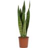 Biomaplants Planta Natural Sansevieria Zeylanica (60-70 cm)