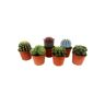 Plant In A Box Cactos e Suculentas Cactus Conjunto de 6 Pote 5.50Cm Altura 5-10Cm