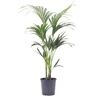 Biomaplants Planta Natural Palmeira Kentia 100-110 Cm Vaso 21 Cm