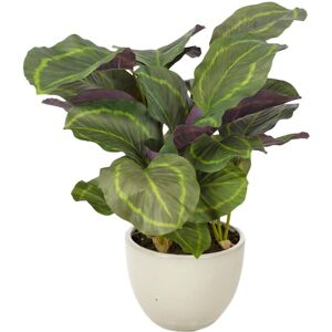 Calathea 65cm med kruka