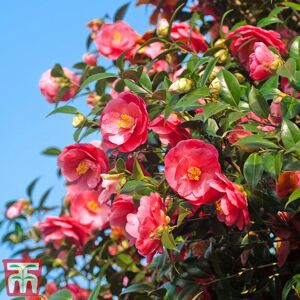 THOMPSON & MORGAN Camelia Red 9cm - 1 Plant