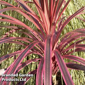 THOMPSON & MORGAN Cordyline Southern Splendour 9cm Potted Plant x 3