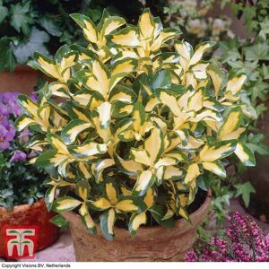 THOMPSON & MORGAN Euonymus Blonde Beauty 9cm Potted Plant x 1