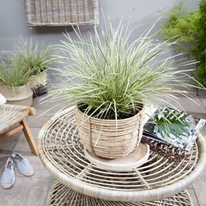 THOMPSON & MORGAN Thompson&morgan - Lomandra White Sands 9cm Potted Plant x 1