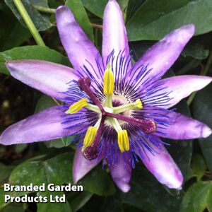 THOMPSON & MORGAN Passiflora Lavender Lady 9cm Potted Plant x 1