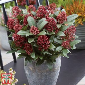 THOMPSON & MORGAN Skimmia Japonica Rubella 9cm Potted Plant x 1