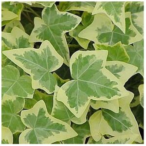 Gardeners Dream (3) Hedera Gold-Edged Trailing Ivy Climbing Evergreen Plant In Pot *Not Plugs*