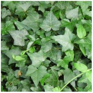 Gardeners Dream (1) Hedera Green Trailing Ivy Climbing Evergreen Plant In Pot *Not Plugs*