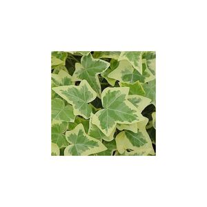 Gardeners Dream (1) Hedera Gold-Edged Trailing Ivy Climbing Evergreen Plant In Pot *Not Plugs*