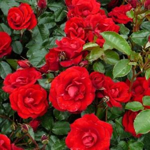 Gardeners Dream 1 X Camellia Williamsii 'Ruby Wedding' Bushy Evergreen Shrub Hardy Plant In Pot