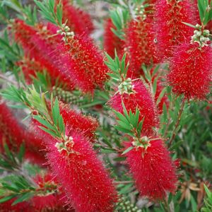 Gardener's Dream 1 CALLISTEMON 'RED CLUSTERS' BOTTLEBRUSH SEMI-EVERGREEN SHRUB HARDY PLANT IN POT