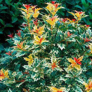 Gardener's Dream 1 X OSMANTHUS HETEROPHYLLUS 'GOSHIKI' FALSE HOLLY EVERGREEN SHRUB PLANT IN POT