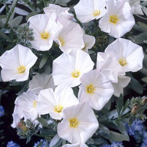 Gardeners Dream Convolvulus Cneorum White Evergreen Spreading Silverbush Shrub   9Cm Pot