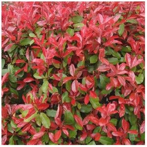 Gardeners Dream 10 X Photinia Red Robin Bushy Evergreen Hardy Shrub Hedging Plant In Pot