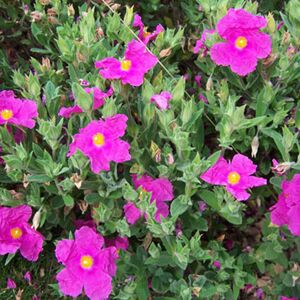 Gardeners Dream 1 X Cistus Pulverulentus 'Sunset' Rock Rose Evergreen Hardy Shrub Plant In Pot